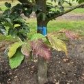 Parrotia persica 'Bella' - Foto 4