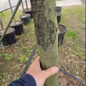 Quercus ilex - Foto 4