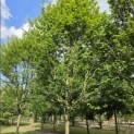 Carpinus betulus 'Frans Fontaine'   (Fastigiata) - 3