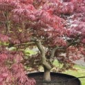 Acer palmatum 'Garnet' - 2