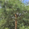 Pinus sylvestris - Foto 4