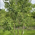 Ginkgo biloba - Foto 4