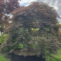 Acer palmatum 'Inaba Shidare' - 1