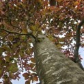 Fagus sylvatica 'Atropunicea' - 5