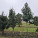 Prunus Lusitanica - 150 stamhoogte februari 2026. totale hoogte 300-350 cm