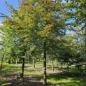 Fagus sylvatica 'Atropunicea' - Foto 1