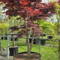 Acer palmatum 'Bloodgood' - 2