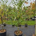 Prunus domestica 'President' - Foto 7