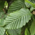 Carpinus betulus - Foto 2
