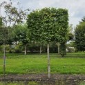 Carpinus betulus - Foto 1