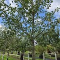 Malus domestica 'Jonagold' - Foto 3