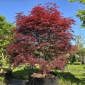 Acer palmatum 'Atrolineare' - 3