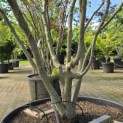 Cornus kousa 'Milky Way' - Foto 3