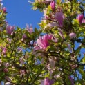 Magnolia 'Susan' - 4