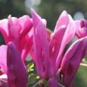 Magnolia 'Susan'