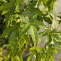 Acer palmatum 'Ryusen' - 5
