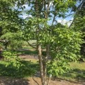 Acer Triflorum - Foto 2
