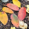 Amelanchier arborea 'Robin Hill' - Foto 1