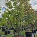 Parrotia persica - 7