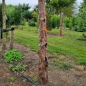 Taxus baccata dovastoniana 'Aurea Pendula' - Afbeelding 3