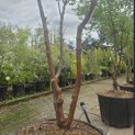 Acer griseum - 5