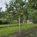 Pinus nigra 'Nigra' - Foto 1