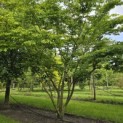 Zelkova serrata - 2