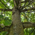 Tilia x europaea 'Pallida' - 2