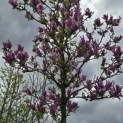 Magnolia 'Ricki' - 2