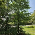 Fagus sylvatica - 5