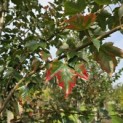 Acer rubrum 'Red Sunset' - Foto 4