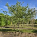 Amelanchier lamarckii - Foto 1