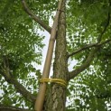 Gymnocladus dioica - 1