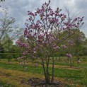 Magnolia 'Susan' - 2
