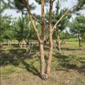 Pinus sylvestris - Foto 3