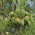 Sequoiadendron giganteum - Foto 1