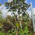 Magnolia grandiflora 'Little Gem' - Foto 4