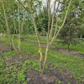 Liriodendron tulipifera 'Aureomarginatum' - 1