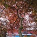 Acer palmatum 'Garnet' - Afbeelding 2