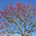 Magnolia 'Susan' - Foto 3