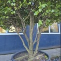 Camellia japonica - 3