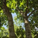 Prunus domestica 'Bleue de Belgique' - Foto 1