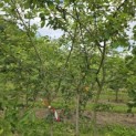 Amelanchier lamarckii - 2