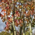 Prunus 'Sunset Boulevard' - 1