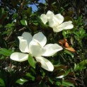 Magnolia grandiflora 'Galissonnière' - 1