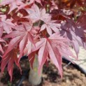 Acer palmatum 'Bloodgood' - Foto 1