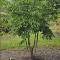 Cornus kousa Chinensis - Foto 2