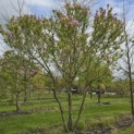 Magnolia 'Susan' - 1