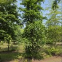 Fagus sylvatica - 1