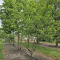 Halesia coralina - 2